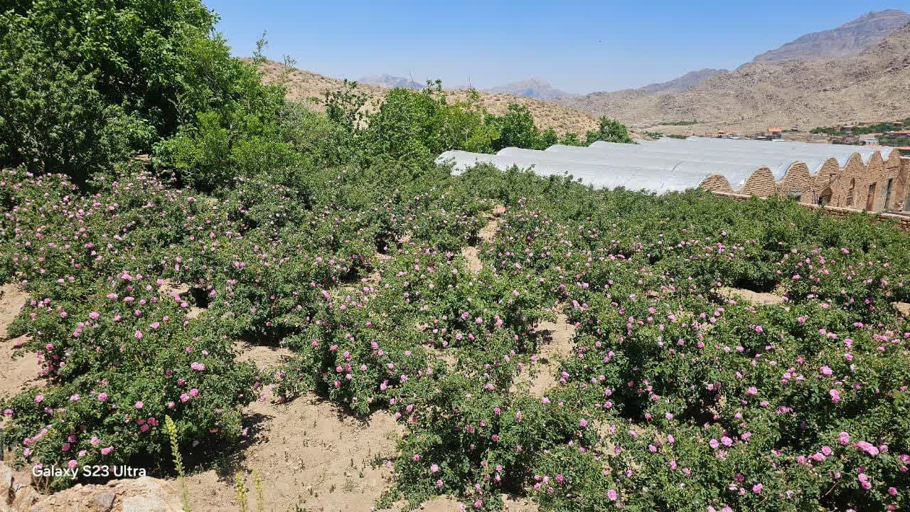 آغاز برداشت گل محمدی از گلستان‌های تفت